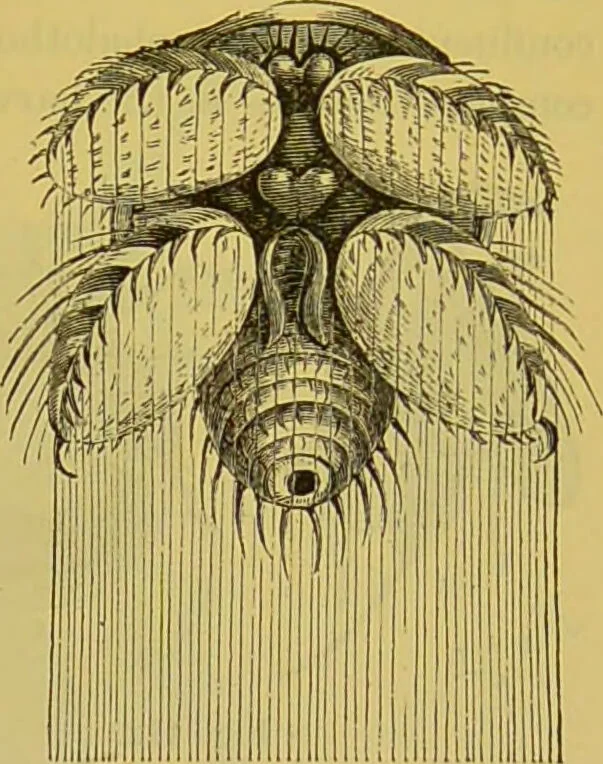 An illustration from The microscope : its history, construction, and application, being a familiar introduction to the use of the instrument, and the study of microscopical science / by Jabez Hogg., 1898, leaf 687