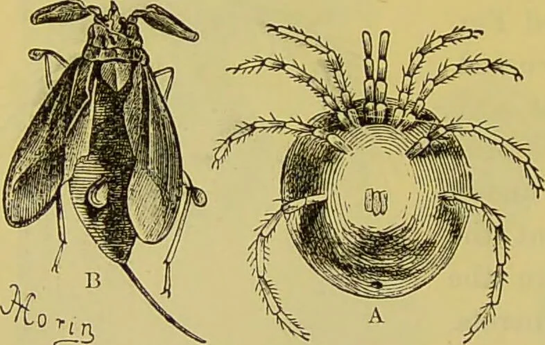 An illustration from The microscope : its history, construction, and application, being a familiar introduction to the use of the instrument, and the study of microscopical science / by Jabez Hogg., 1898, leaf 688