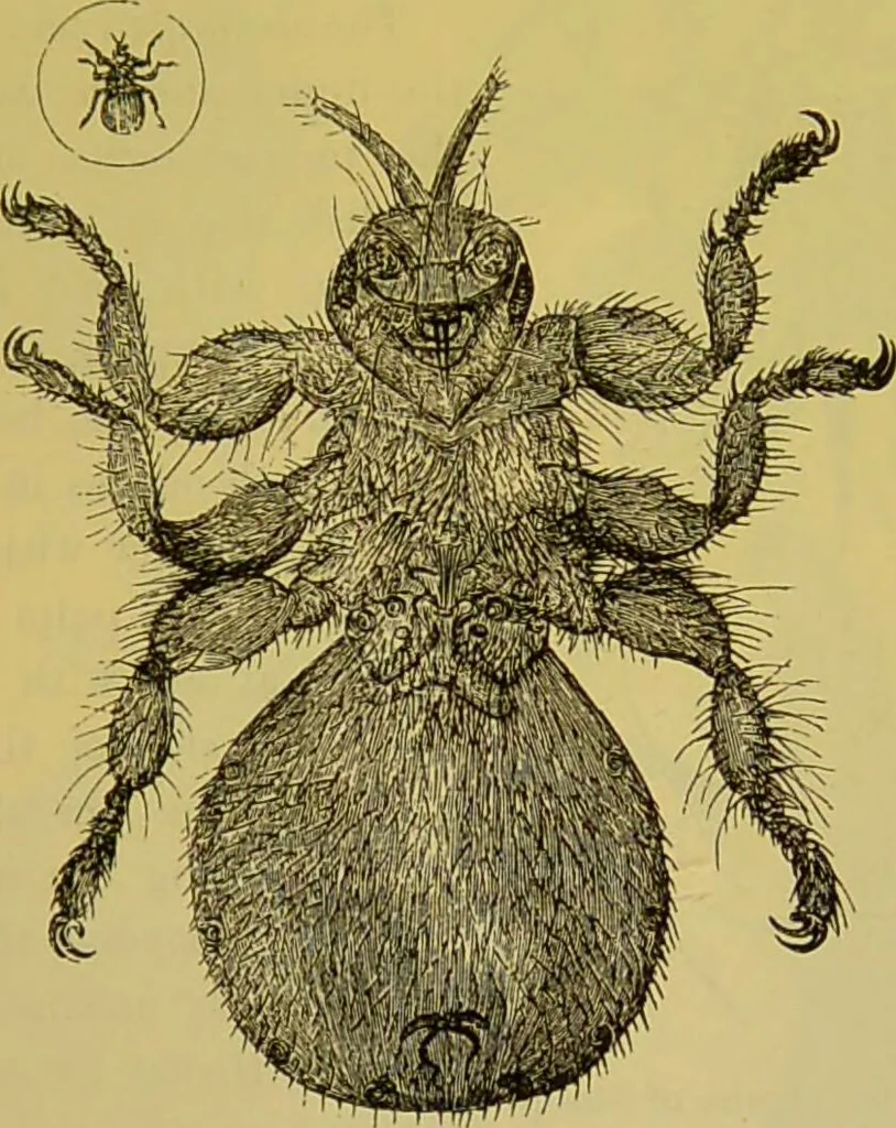 An illustration from The microscope : its history, construction, and application, being a familiar introduction to the use of the instrument, and the study of microscopical science / by Jabez Hogg., 1898, leaf 689