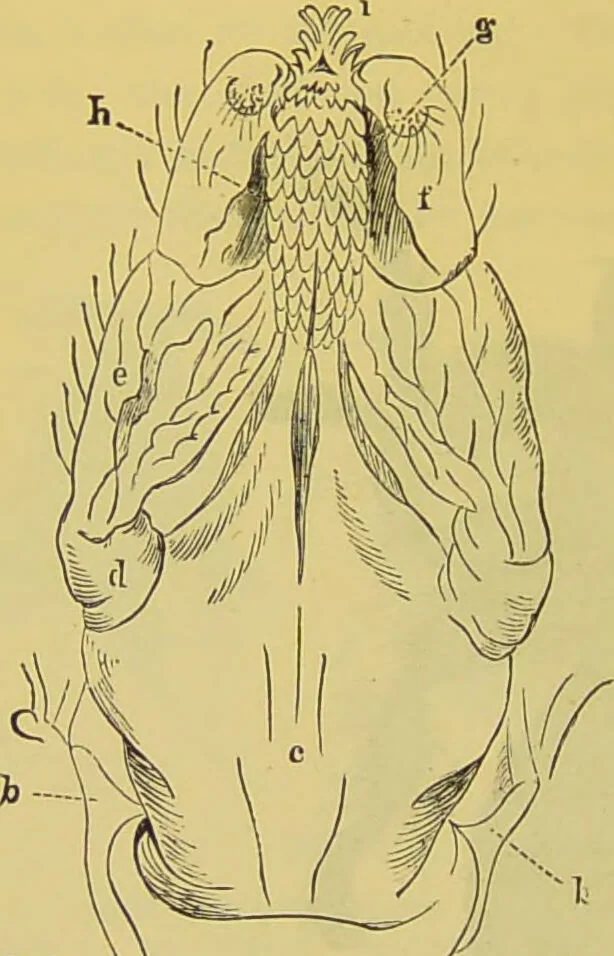 An illustration from The microscope : its history, construction, and application, being a familiar introduction to the use of the instrument, and the study of microscopical science / by Jabez Hogg., 1898, leaf 690
