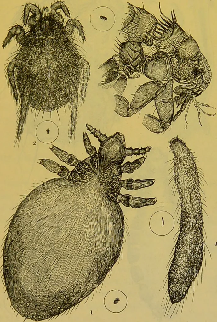 An illustration from The microscope : its history, construction, and application, being a familiar introduction to the use of the instrument, and the study of microscopical science / by Jabez Hogg., 1898, leaf 691