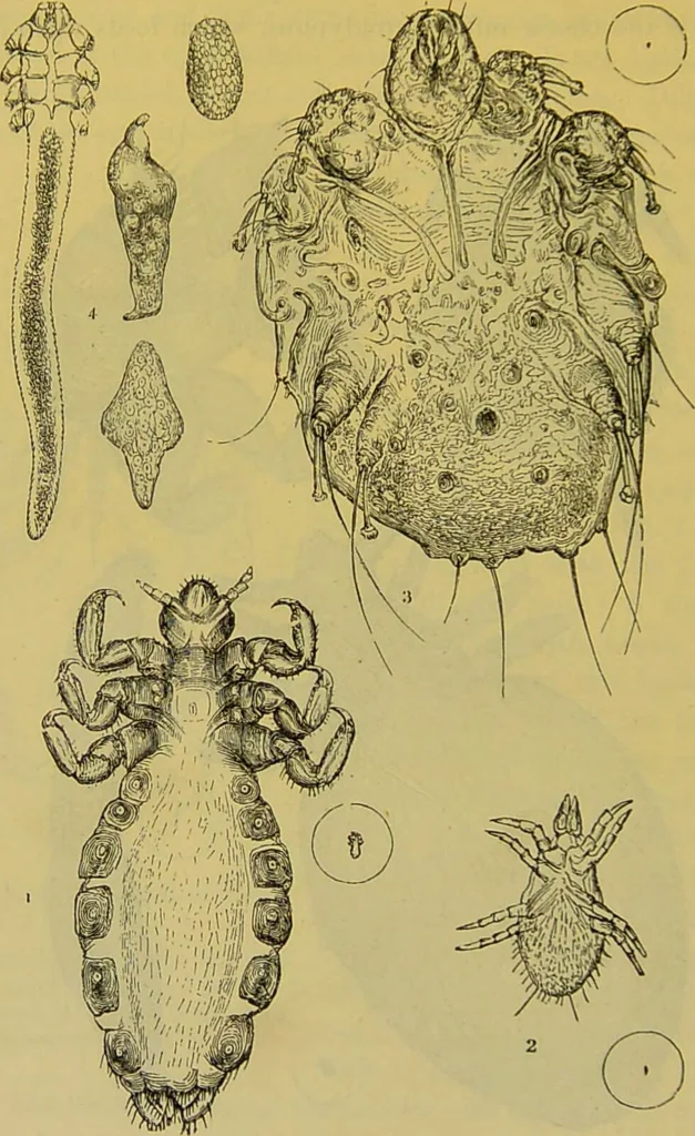 An illustration from The microscope : its history, construction, and application, being a familiar introduction to the use of the instrument, and the study of microscopical science / by Jabez Hogg., 1898, leaf 692