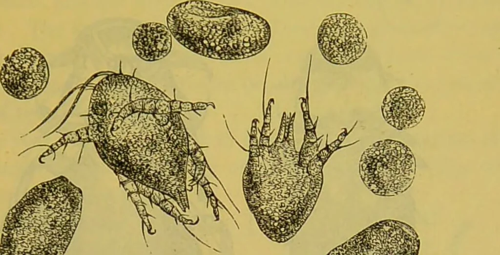 An illustration from The microscope : its history, construction, and application, being a familiar introduction to the use of the instrument, and the study of microscopical science / by Jabez Hogg., 1898, leaf 693