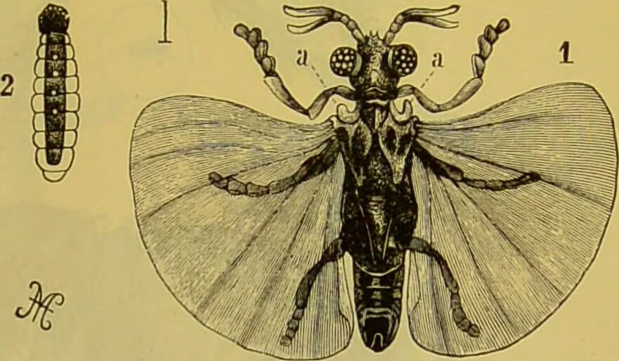 An illustration from The microscope : its history, construction, and application, being a familiar introduction to the use of the instrument, and the study of microscopical science / by Jabez Hogg., 1898, leaf 695