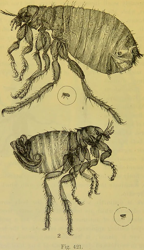 An illustration from The microscope : its history, construction, and application, being a familiar introduction to the use of the instrument, and the study of microscopical science / by Jabez Hogg., 1898, leaf 696