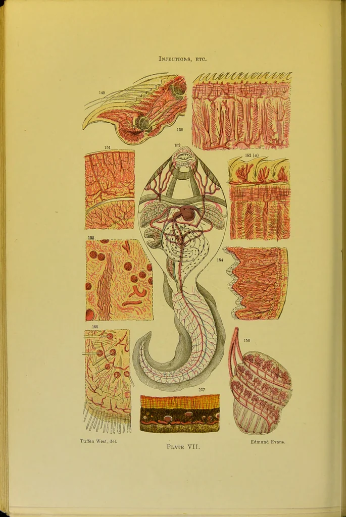 An illustration from The microscope : its history, construction, and application, being a familiar introduction to the use of the instrument, and the study of microscopical science / by Jabez Hogg., 1898, leaf 700