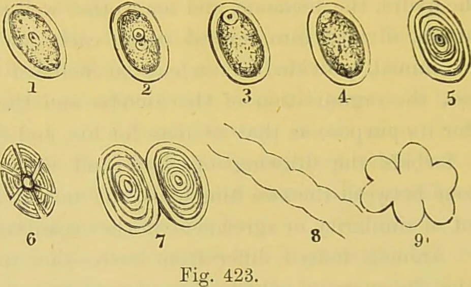 An illustration from The microscope : its history, construction, and application, being a familiar introduction to the use of the instrument, and the study of microscopical science / by Jabez Hogg., 1898, leaf 704
