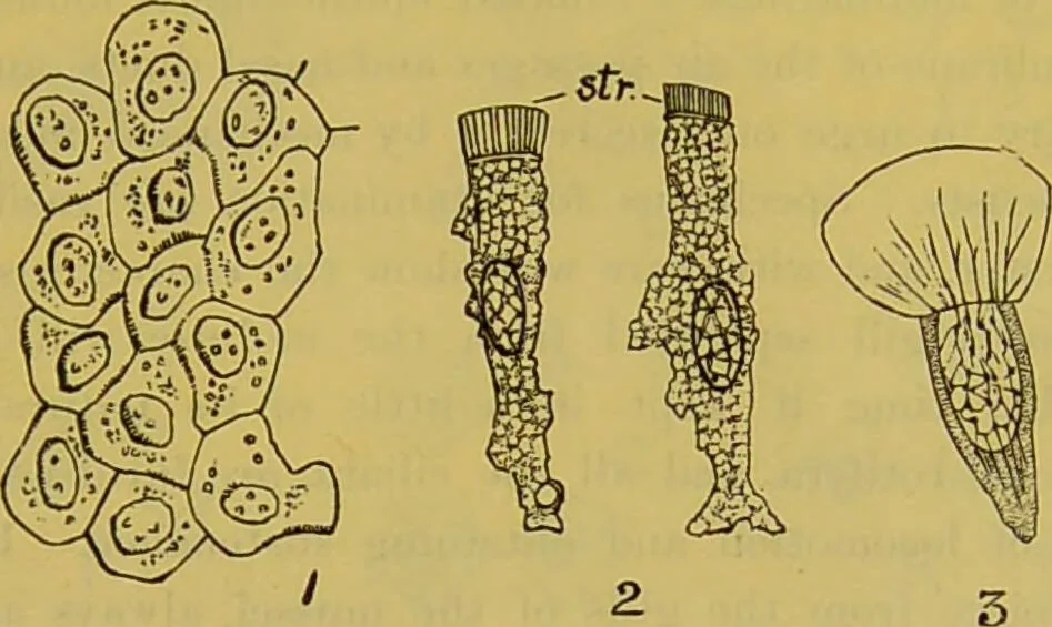 An illustration from The microscope : its history, construction, and application, being a familiar introduction to the use of the instrument, and the study of microscopical science / by Jabez Hogg., 1898, leaf 707