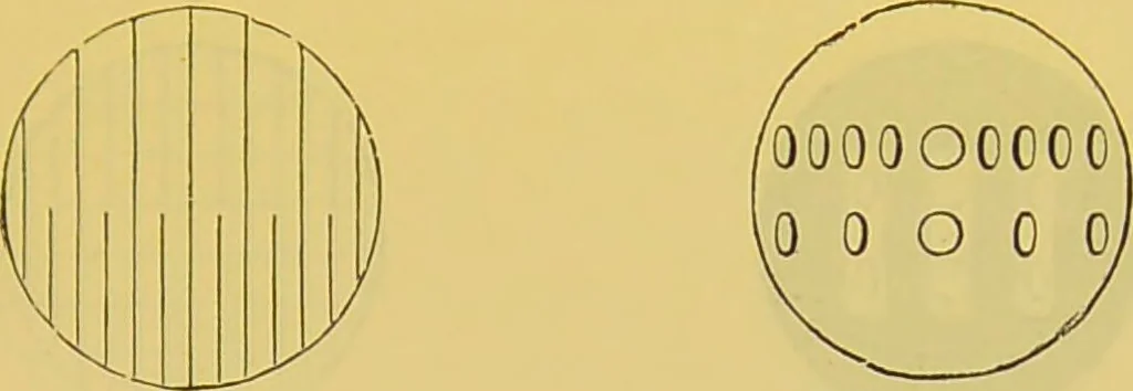 An illustration from The microscope : its history, construction, and application, being a familiar introduction to the use of the instrument, and the study of microscopical science / by Jabez Hogg., 1898, leaf 71