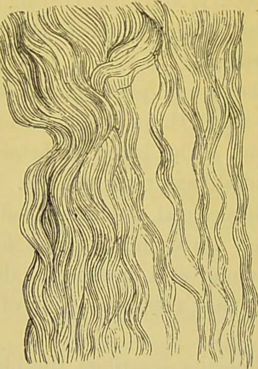 An illustration from The microscope : its history, construction, and application, being a familiar introduction to the use of the instrument, and the study of microscopical science / by Jabez Hogg., 1898, leaf 712