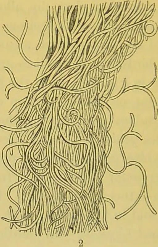 An illustration from The microscope : its history, construction, and application, being a familiar introduction to the use of the instrument, and the study of microscopical science / by Jabez Hogg., 1898, leaf 712