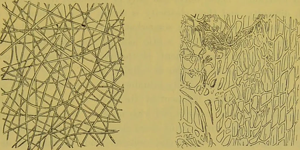 An illustration from The microscope : its history, construction, and application, being a familiar introduction to the use of the instrument, and the study of microscopical science / by Jabez Hogg., 1898, leaf 713