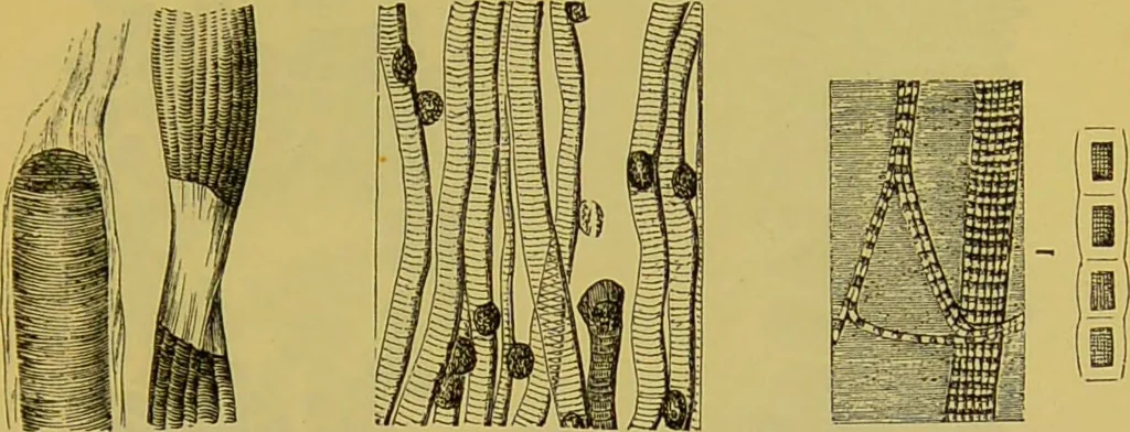 An illustration from The microscope : its history, construction, and application, being a familiar introduction to the use of the instrument, and the study of microscopical science / by Jabez Hogg., 1898, leaf 715