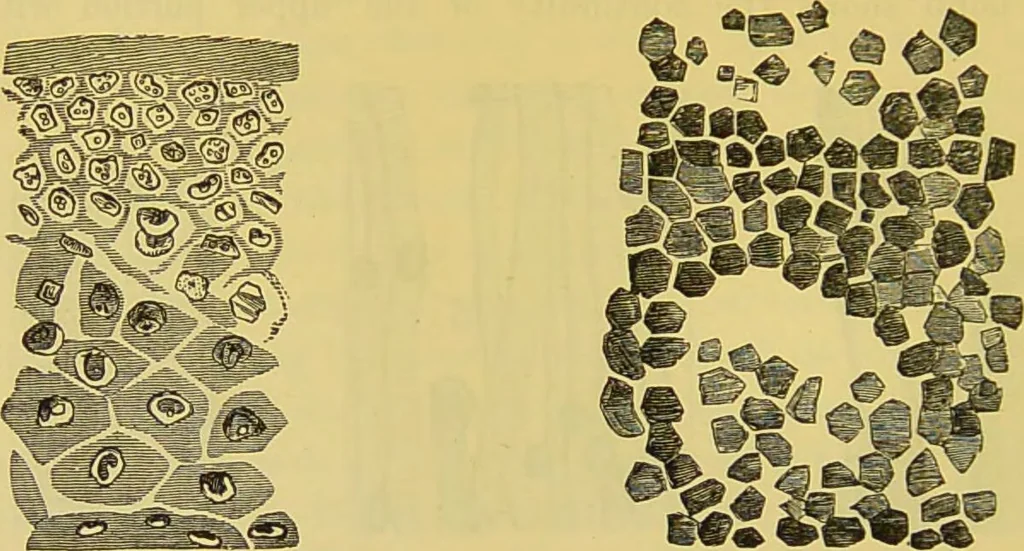 An illustration from The microscope : its history, construction, and application, being a familiar introduction to the use of the instrument, and the study of microscopical science / by Jabez Hogg., 1898, leaf 716