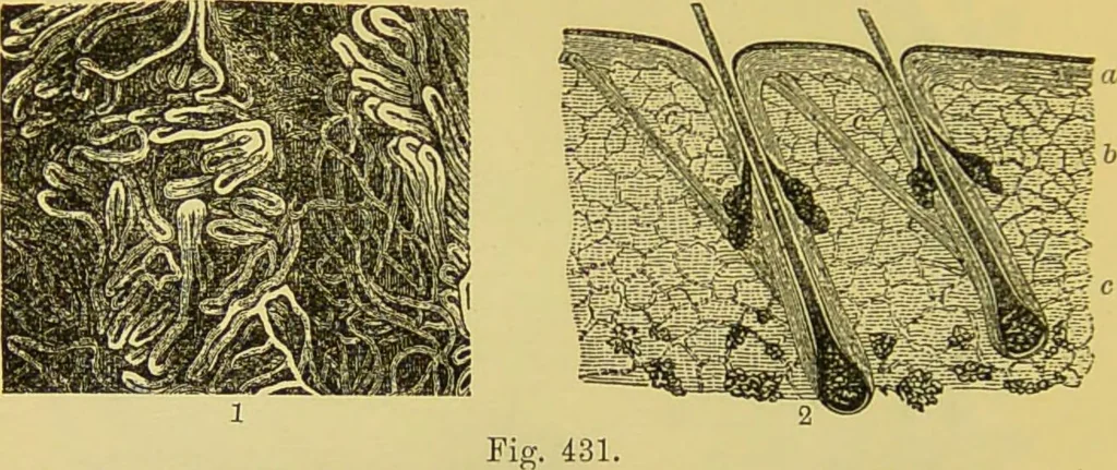An illustration from The microscope : its history, construction, and application, being a familiar introduction to the use of the instrument, and the study of microscopical science / by Jabez Hogg., 1898, leaf 718
