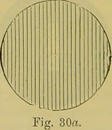 An illustration from The microscope : its history, construction, and application, being a familiar introduction to the use of the instrument, and the study of microscopical science / by Jabez Hogg., 1898, leaf 72