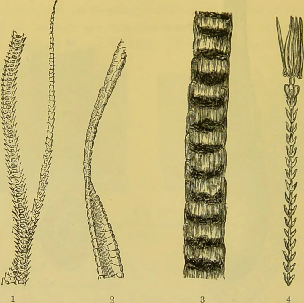 An illustration from The microscope : its history, construction, and application, being a familiar introduction to the use of the instrument, and the study of microscopical science / by Jabez Hogg., 1898, leaf 720