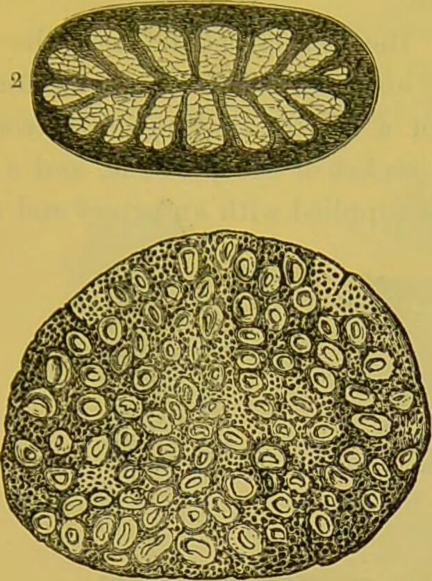 An illustration from The microscope : its history, construction, and application, being a familiar introduction to the use of the instrument, and the study of microscopical science / by Jabez Hogg., 1898, leaf 721