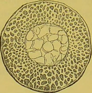 An illustration from The microscope : its history, construction, and application, being a familiar introduction to the use of the instrument, and the study of microscopical science / by Jabez Hogg., 1898, leaf 721