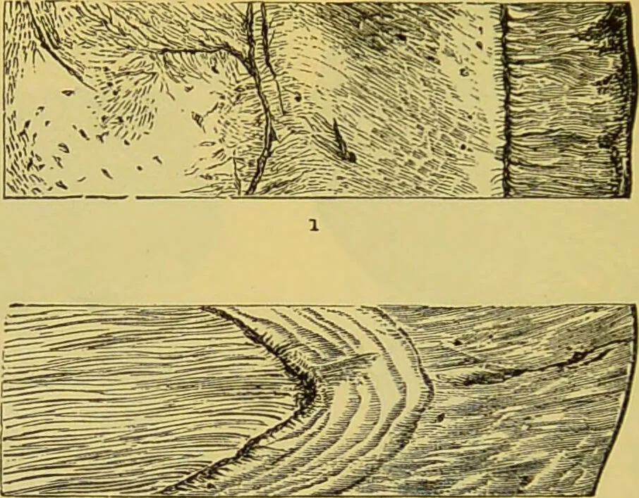 An illustration from The microscope : its history, construction, and application, being a familiar introduction to the use of the instrument, and the study of microscopical science / by Jabez Hogg., 1898, leaf 722