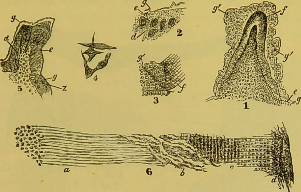 An illustration from The microscope : its history, construction, and application, being a familiar introduction to the use of the instrument, and the study of microscopical science / by Jabez Hogg., 1898, leaf 723