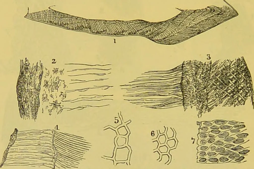 An illustration from The microscope : its history, construction, and application, being a familiar introduction to the use of the instrument, and the study of microscopical science / by Jabez Hogg., 1898, leaf 724
