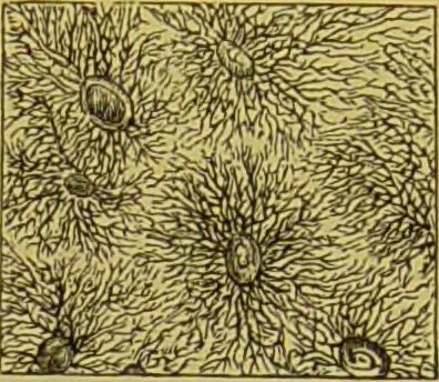 An illustration from The microscope : its history, construction, and application, being a familiar introduction to the use of the instrument, and the study of microscopical science / by Jabez Hogg., 1898, leaf 725