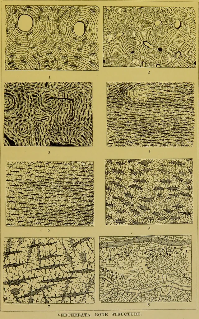 An illustration from The microscope : its history, construction, and application, being a familiar introduction to the use of the instrument, and the study of microscopical science / by Jabez Hogg., 1898, leaf 729