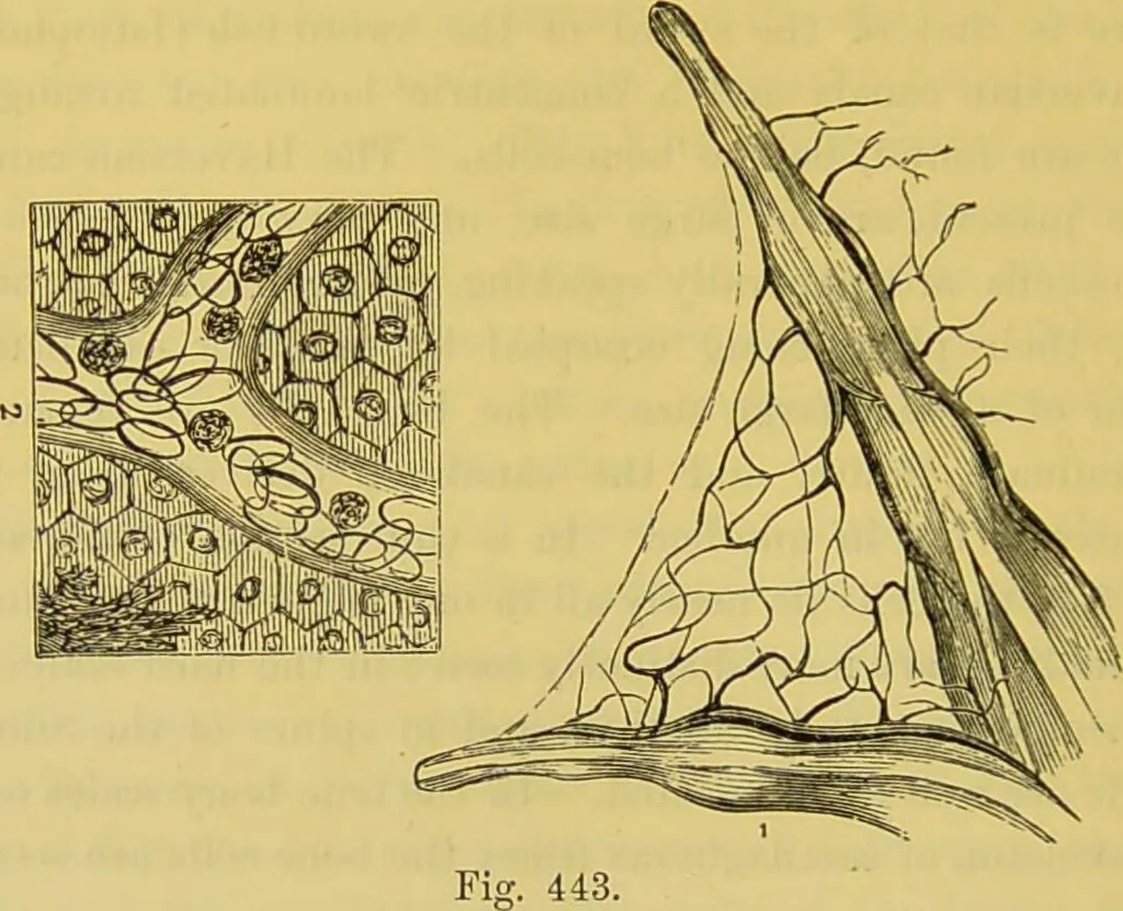 An illustration from The microscope : its history, construction, and application, being a familiar introduction to the use of the instrument, and the study of microscopical science / by Jabez Hogg., 1898, leaf 734