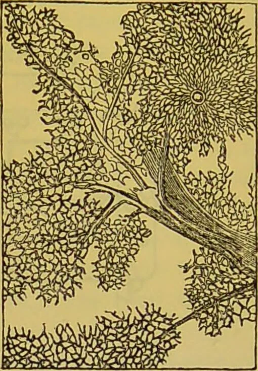 An illustration from The microscope : its history, construction, and application, being a familiar introduction to the use of the instrument, and the study of microscopical science / by Jabez Hogg., 1898, leaf 735