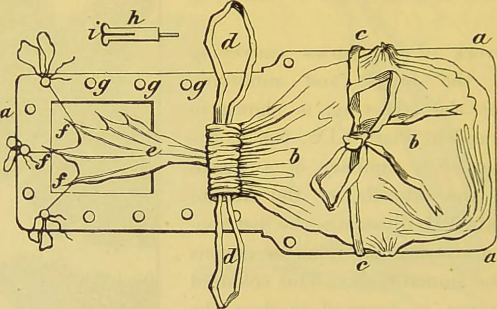 An illustration from The microscope : its history, construction, and application, being a familiar introduction to the use of the instrument, and the study of microscopical science / by Jabez Hogg., 1898, leaf 736