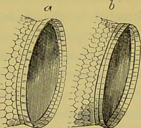 An illustration from The microscope : its history, construction, and application, being a familiar introduction to the use of the instrument, and the study of microscopical science / by Jabez Hogg., 1898, leaf 94
