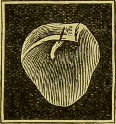 An illustration from Diseases of the ear, nose, and throat and their accessory cavities : A condensed text-book / By Seth Scott Bishop., 1897, leaf 125