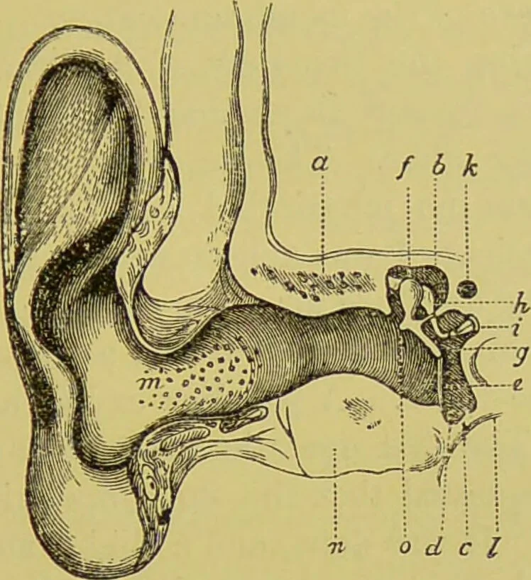 An illustration from Diseases of the ear, nose, and throat and their accessory cavities : A condensed text-book / By Seth Scott Bishop., 1897, leaf 127