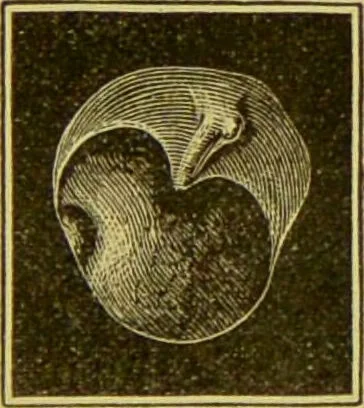 An illustration from Diseases of the ear, nose, and throat and their accessory cavities : A condensed text-book / By Seth Scott Bishop., 1897, leaf 137