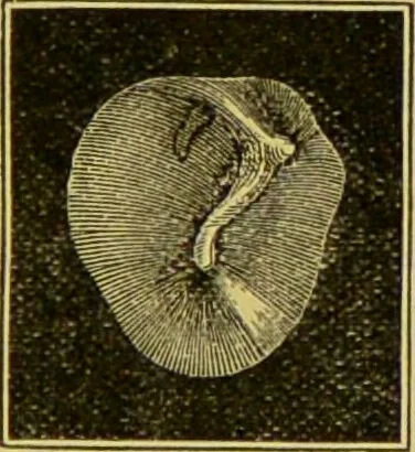 An illustration from Diseases of the ear, nose, and throat and their accessory cavities : A condensed text-book / By Seth Scott Bishop., 1897, leaf 41