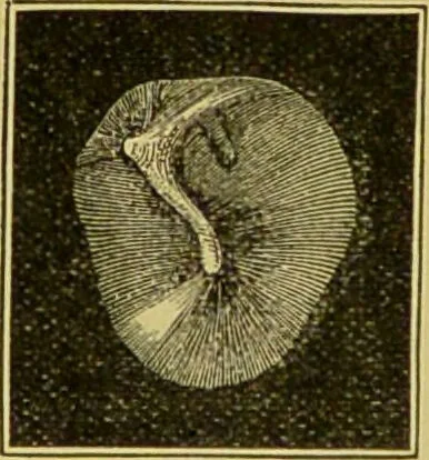 An illustration from Diseases of the ear, nose, and throat and their accessory cavities : A condensed text-book / By Seth Scott Bishop., 1897, leaf 41