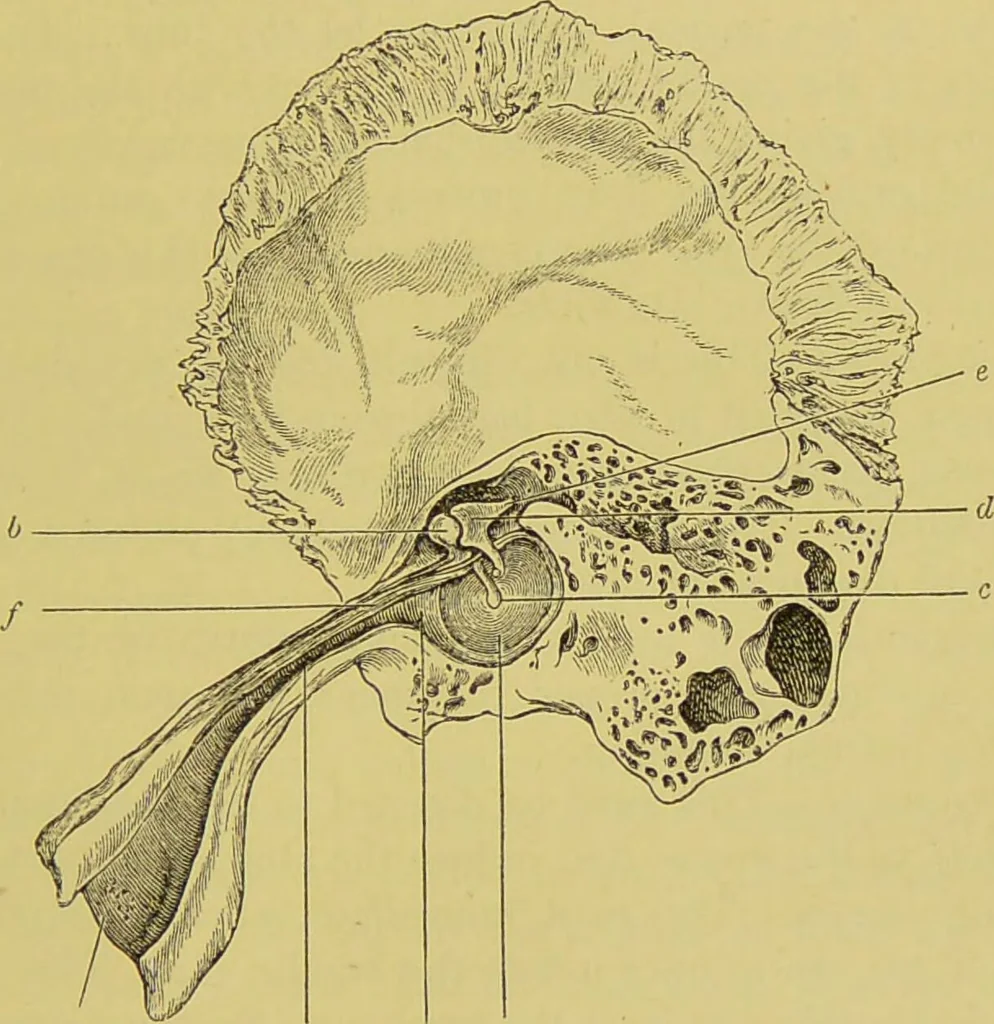 An illustration from Diseases of the ear, nose, and throat and their accessory cavities : A condensed text-book / By Seth Scott Bishop., 1897, leaf 89