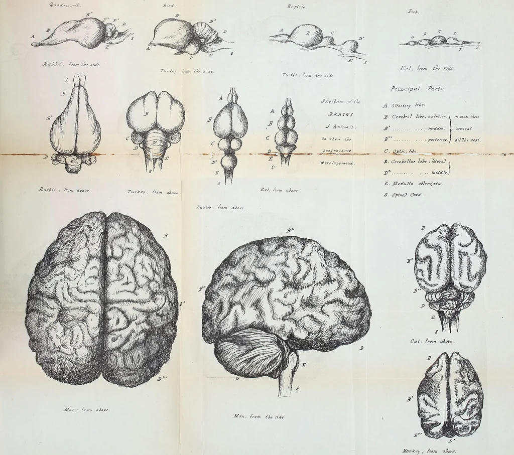 An illustration from Phrenology, its nature and uses : an address to the students of Anderson's University, at the opening of Dr. Weir's first course of lectures on phrenology in that institution, January 7th, 1846 / by Andrew Combe., 1846, leaf 39