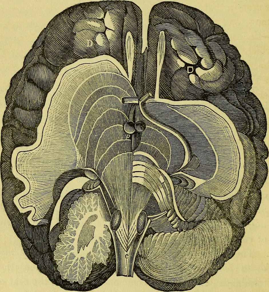 An illustration from Electrical-psychology or the electrical philosophy of mental impressions / from the works of J.B. Dods and J.S. Grimes ; revised and edited by H.G. Darling., 1851, leaf 146