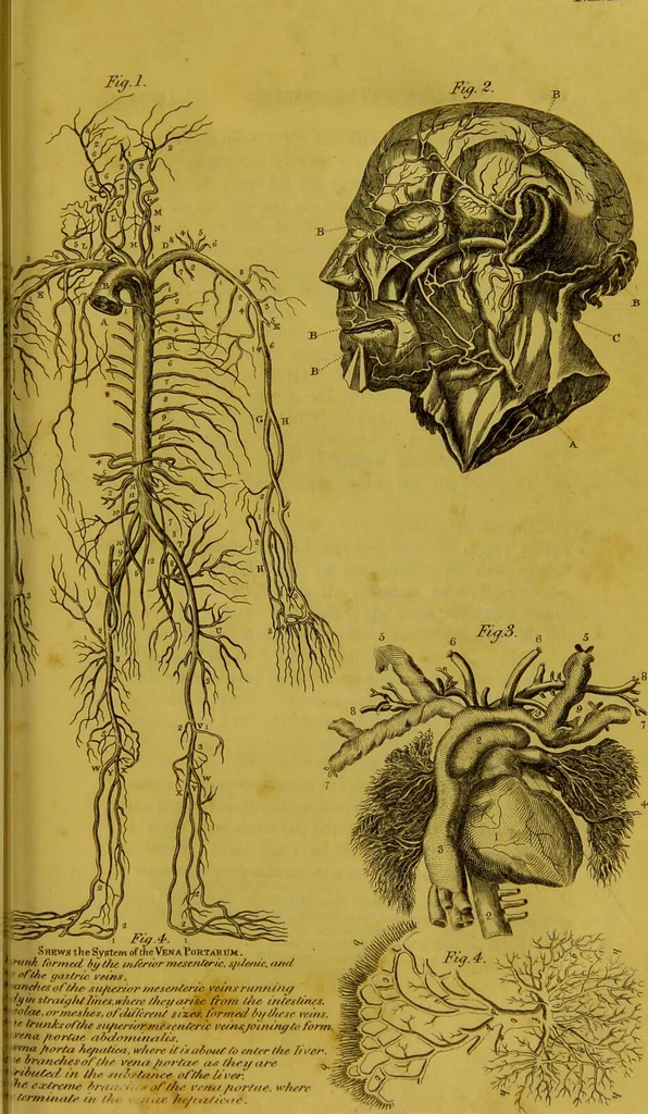 An illustration from Management and diseases of infants, under the influence of the climate of India : being instructions to mothers and parents, in situations where medical aid is not to be obtained, and a guide to medical men, inexperienced in the nursery and the treatment of tropical infantile disease. Illustrated by coloured plates / by Frederick Corbyn., 1828, leaf 121