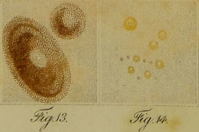 An illustration from Management and diseases of infants, under the influence of the climate of India : being instructions to mothers and parents, in situations where medical aid is not to be obtained, and a guide to medical men, inexperienced in the nursery and the treatment of tropical infantile disease. Illustrated by coloured plates / by Frederick Corbyn., 1828, leaf 151