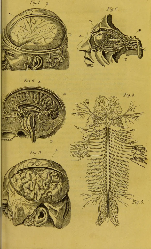 An illustration from Management and diseases of infants, under the influence of the climate of India : being instructions to mothers and parents, in situations where medical aid is not to be obtained, and a guide to medical men, inexperienced in the nursery and the treatment of tropical infantile disease. Illustrated by coloured plates / by Frederick Corbyn., 1828, leaf 161