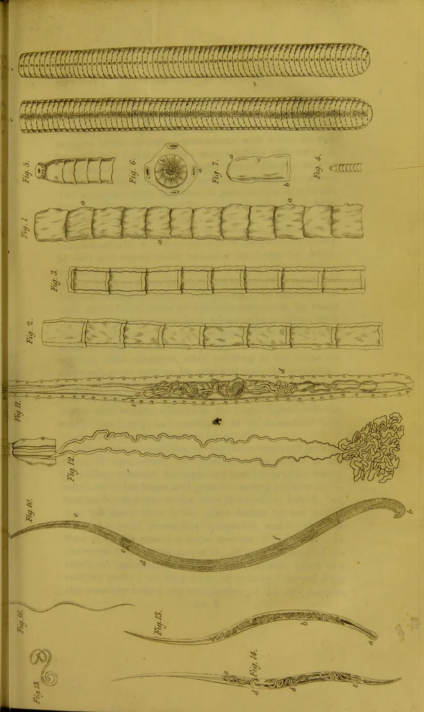 An illustration from Management and diseases of infants, under the influence of the climate of India : being instructions to mothers and parents, in situations where medical aid is not to be obtained, and a guide to medical men, inexperienced in the nursery and the treatment of tropical infantile disease. Illustrated by coloured plates / by Frederick Corbyn., 1828, leaf 237