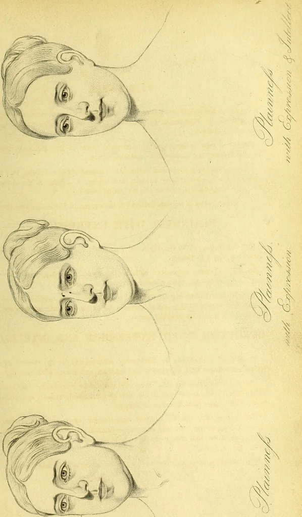 An illustration from Facts & faces : being an enquiry into the connection between linear & mental portraiture ; with a dissertation on personal & relative beauty ... / Thomas Woolnoth., 1854, leaf 247