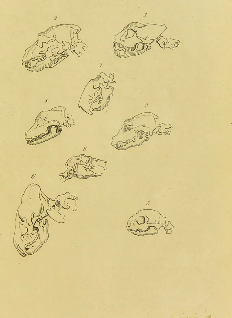 An illustration from Essays on physiognomy : designed to promote the knowledge and the love of mankind / written in the German language by John Caspar Lavater ; and translated into English by Thomas Holcroft ; to which are added, One hundred physiognomonical rules, a posthumous work by Mr. Lavater ; and memoirs of the life of the author, compiled principally from the life of Lavater, by G. Gessner., 1848, leaf 409