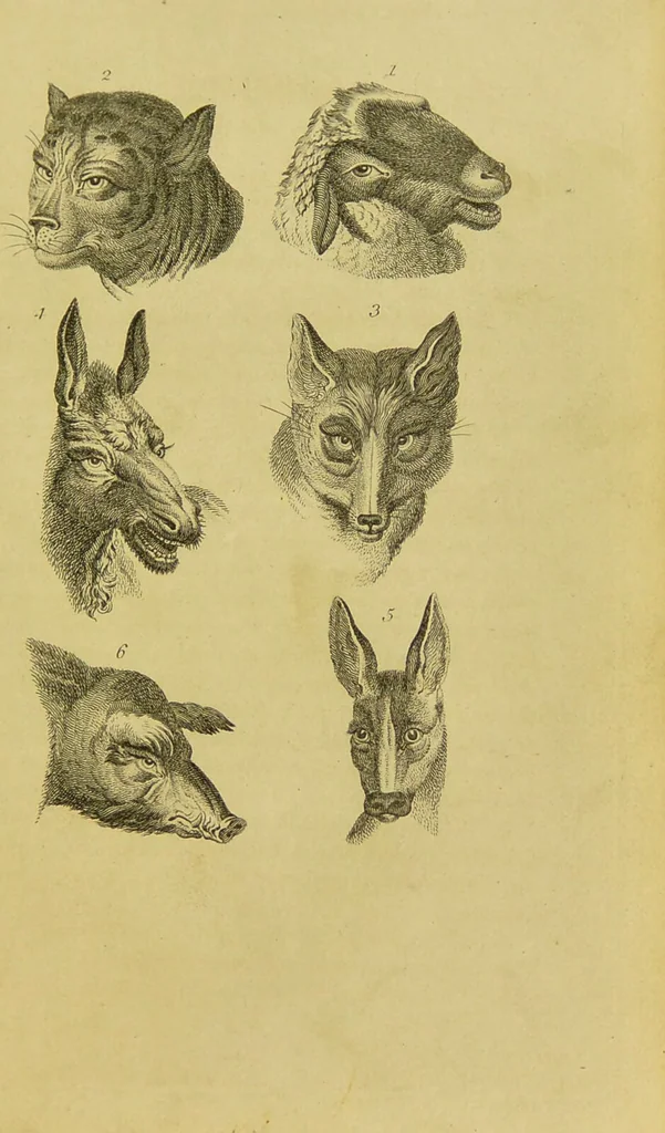An illustration from Essays on physiognomy : designed to promote the knowledge and the love of mankind / written in the German language by John Caspar Lavater ; and translated into English by Thomas Holcroft ; to which are added, One hundred physiognomonical rules, a posthumous work by Mr. Lavater ; and memoirs of the life of the author, compiled principally from the life of Lavater, by G. Gessner., 1848, leaf 417