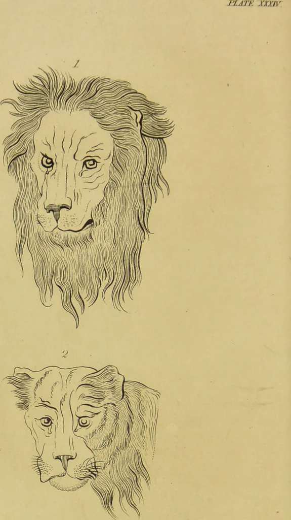 An illustration from Essays on physiognomy : designed to promote the knowledge and the love of mankind / written in the German language by John Caspar Lavater ; and translated into English by Thomas Holcroft ; to which are added, One hundred physiognomonical rules, a posthumous work by Mr. Lavater ; and memoirs of the life of the author, compiled principally from the life of Lavater, by G. Gessner., 1848, leaf 420