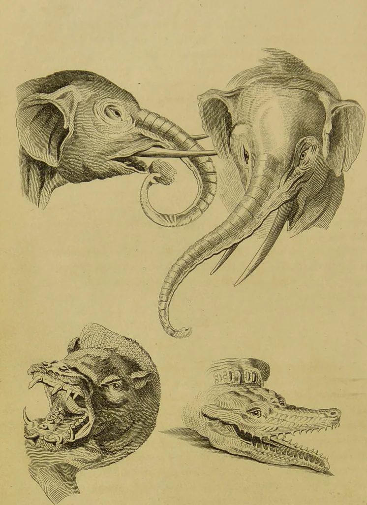 An illustration from Essays on physiognomy : designed to promote the knowledge and the love of mankind / written in the German language by John Caspar Lavater ; and translated into English by Thomas Holcroft ; to which are added, One hundred physiognomonical rules, a posthumous work by Mr. Lavater ; and memoirs of the life of the author, compiled principally from the life of Lavater, by G. Gessner., 1848, leaf 422