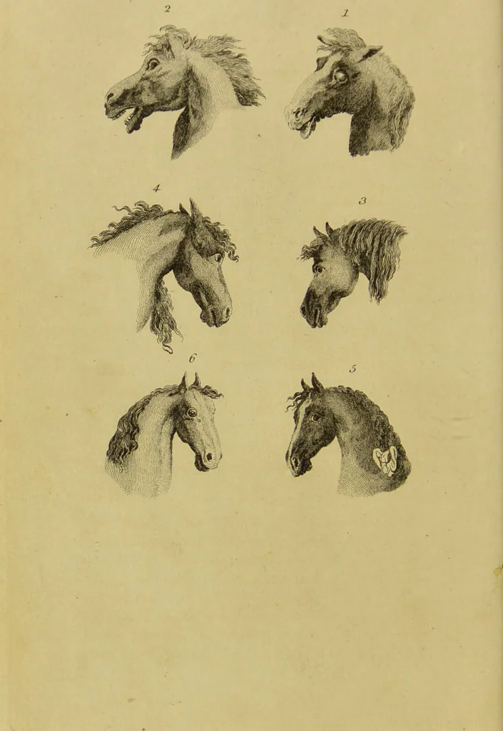 An illustration from Essays on physiognomy : designed to promote the knowledge and the love of mankind / written in the German language by John Caspar Lavater ; and translated into English by Thomas Holcroft ; to which are added, One hundred physiognomonical rules, a posthumous work by Mr. Lavater ; and memoirs of the life of the author, compiled principally from the life of Lavater, by G. Gessner., 1848, leaf 428